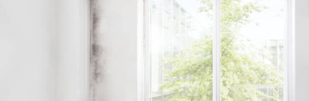 Best Residential Mold Inspection & Testing  in Celina, OH